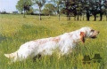 Setter Anglais DEESSE DU VAL D'ARZ Setter Anglais DEESSE DU VAL D'ARZ